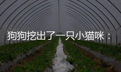 狗狗挖出了一只小猫咪：成功拯救一个小生命