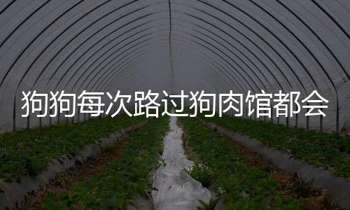 狗狗每次路过狗肉馆都会大声吼：毫不畏惧