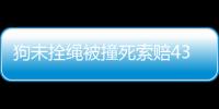 狗未拴绳被撞死索赔4360元被驳 法院：司机不存在过错