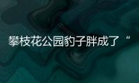 攀枝花公园豹子胖成了“豹警官” 圆润体型走红网络