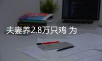 夫妻养2.8万只鸡 为省人工自己捡蛋：一分钟能捡180个