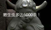 寄生虫多达6000条！多地出现福寿螺：食用后可致痴呆