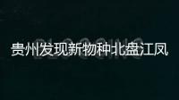 贵州发现新物种北盘江凤仙花：生长在海拔1300米湿地 约有5100株